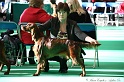 Crufts2011 063